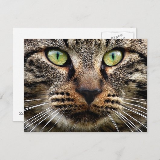 Stray Cat Stare Briefkaart (Voorkant / Achterkant)