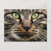 Stray Cat Stare Briefkaart (Voorkant)