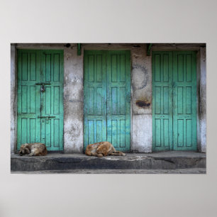 Stray dogs in front of dirty green doors poster