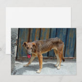 Stray-hondenkaart (Voorkant / Achterkant)