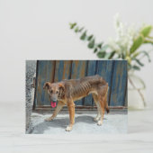 Stray-hondenkaart (Staand voorkant)