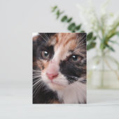 Stray Kitten Briefkaart (Staand voorkant)