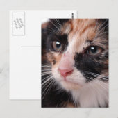 Stray Kitten Briefkaart (Voorkant / Achterkant)