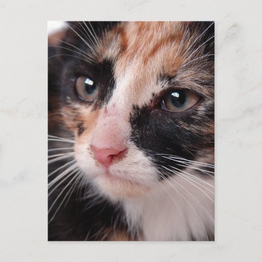 Stray Kitten Briefkaart (Voorkant)