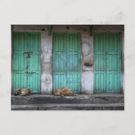 Strayhonden voor vuile groene deuren briefkaart
