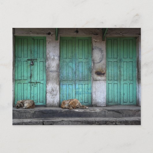 Strayhonden voor vuile groene deuren briefkaart (Voorkant)