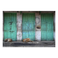 Strayhonden voor vuile groene deuren foto