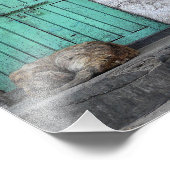 Strayhonden voor vuile groene deuren foto afdruk (Hoek)