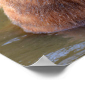 Strazzly in het water poster (Hoek)