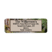 Stream in een Pacifisch noordwestbos Etiket (Voorkant)