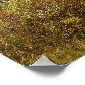 Stream near Redfish Lake, Idaho. Poster (Hoek)