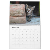 Street Cats Photo Wall Agenda Kalender (Mar 2026)