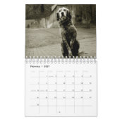 Street Dogs Kalender (Feb 2027)