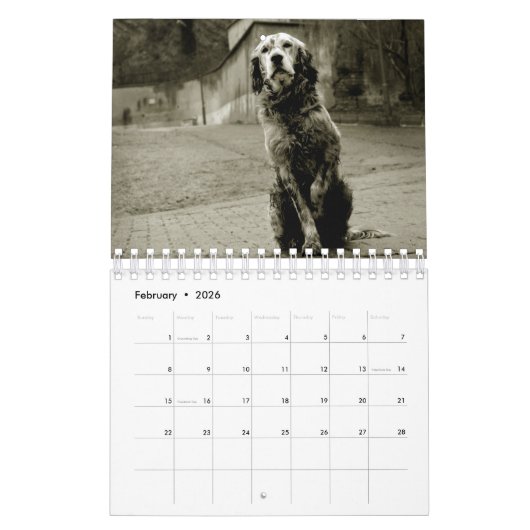 Street Dogs Kalender (Feb 2026)