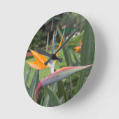 Strelitzia Bird of paradise flower / plant Ronde Klok (Hoek)