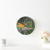 Strelitzia Bird of paradise flower / plant Ronde Klok (Huis)