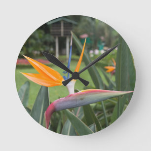 Strelitzia Bird of paradise flower / plant Ronde Klok