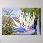 Strelitzia door Marianne North - Exotisch landscha Poster (Voorkant)