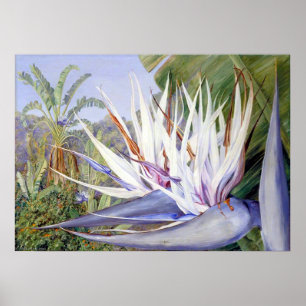 Strelitzia door Marianne North - Exotisch landscha Poster