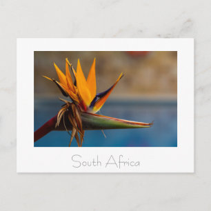 Strelitzia Flower South Africa Natuur Briefkaart
