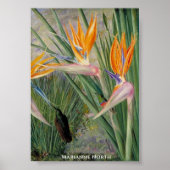 Strelitzia Flowers en Sugar Birds Marianne North Poster (Voorkant)