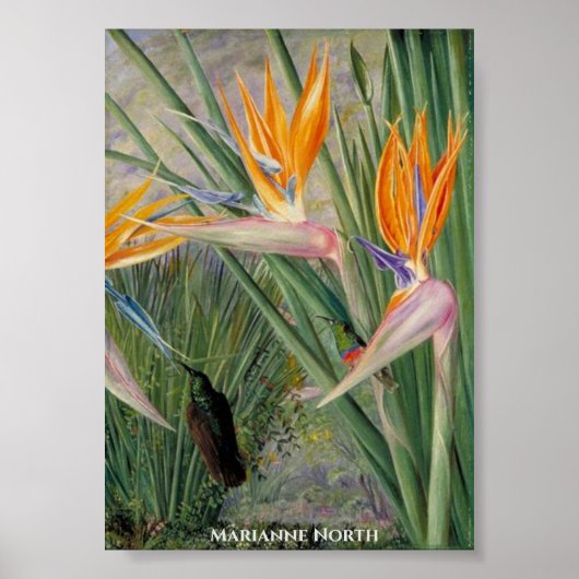 Strelitzia Flowers en Sugar Birds Marianne North Poster (Voorkant)