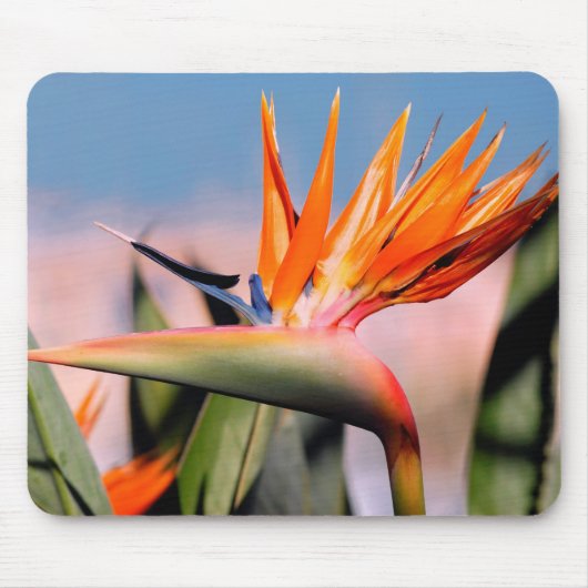 Strelitzia Muismat (Voorkant)