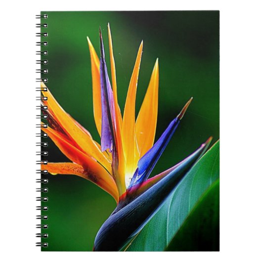 Strelitzia. Paradijsvogelbloem. Notitieboek (Voorkant)