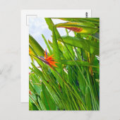 Strelitzia Reginae & Leaves Briefkaart (Voorkant / Achterkant)