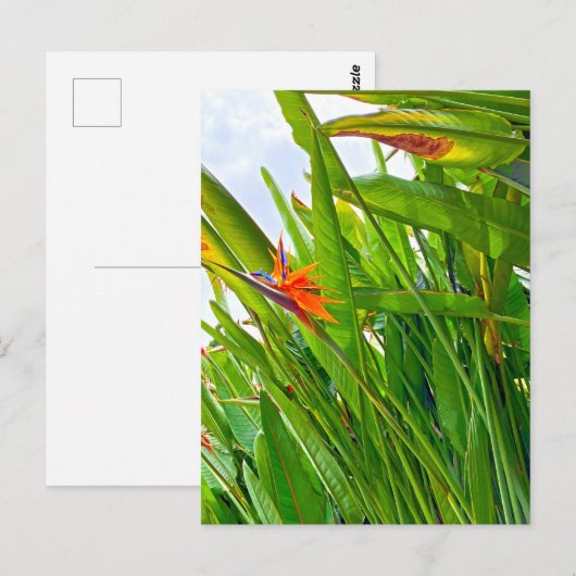 Strelitzia Reginae & Leaves Briefkaart (Voorkant / Achterkant)