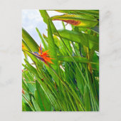 Strelitzia Reginae & Leaves Briefkaart (Voorkant)