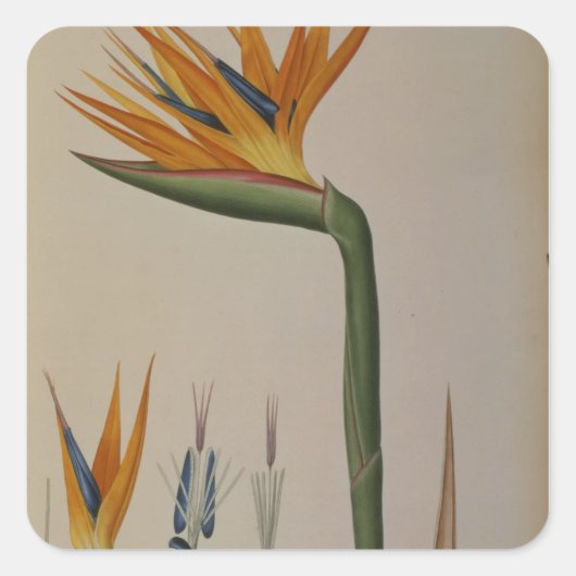 Strelitzia Reginae uit "Les Strelitziacees" Vierkante Sticker (Voorkant)