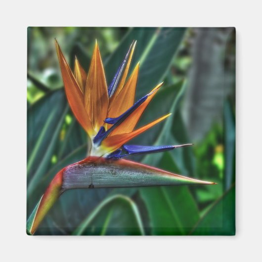 Strelitzia - Tenerife Flower Magneet (Voorkant)