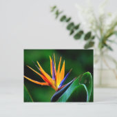 Strelitzia. Vogel van de paradijsbloem. Briefkaart (Staand voorkant)