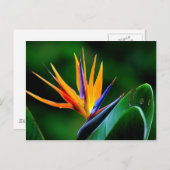 Strelitzia. Vogel van de paradijsbloem. Briefkaart (Voorkant / Achterkant)