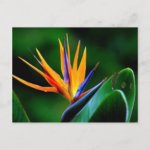Strelitzia. Vogel van de paradijsbloem. Briefkaart