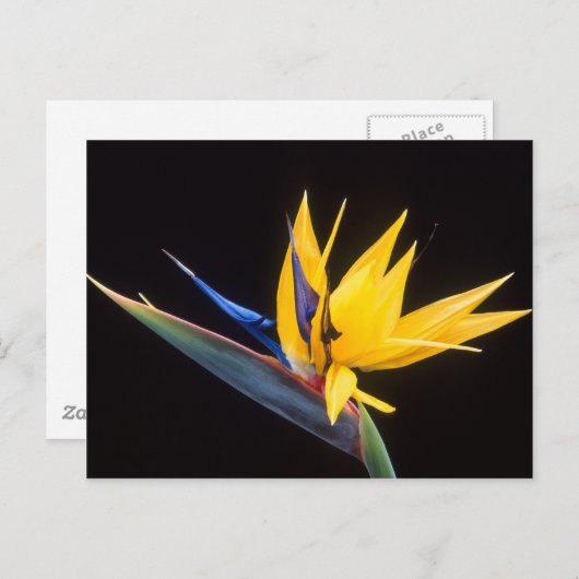 Strelitzia. Vogel van de paradijsbloem. Briefkaart (Voorkant / Achterkant)