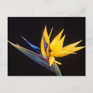 Strelitzia. Vogel van de paradijsbloem. Briefkaart
