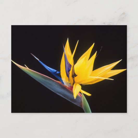 Strelitzia. Vogel van de paradijsbloem. Briefkaart (Voorkant)