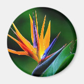 Strelitzia. Vogel van de paradijsbloem. Magneet (Voorkant)