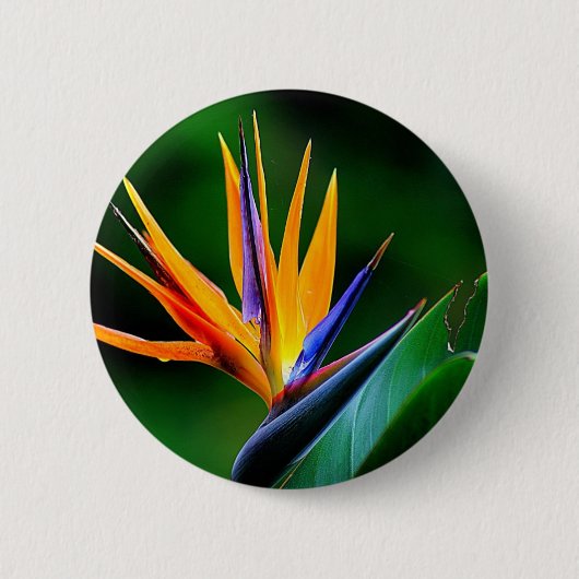 Strelitzia. Vogel van de paradijsbloem. Ronde Button 5,7 Cm (Voorkant)