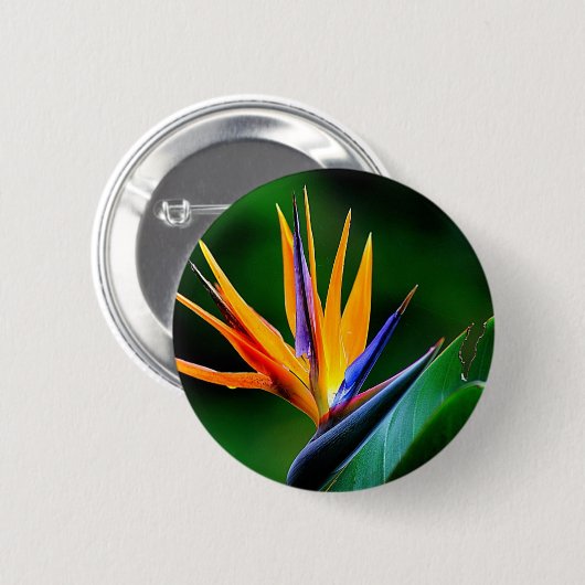 Strelitzia. Vogel van de paradijsbloem. Ronde Button 5,7 Cm (Voorkant /achterkant)