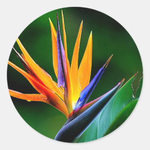 Strelitzia. Vogel van de paradijsbloem. Ronde Sticker