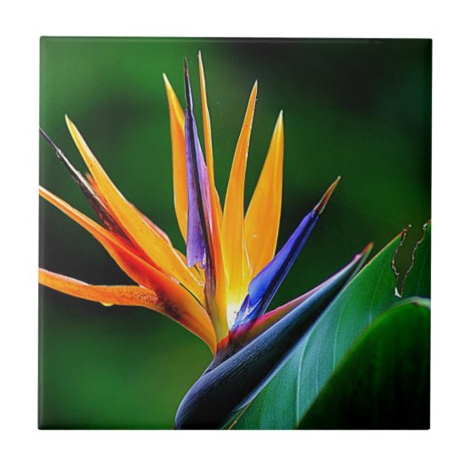 Strelitzia. Vogel van de paradijsbloem. Tegeltje (Voorkant)