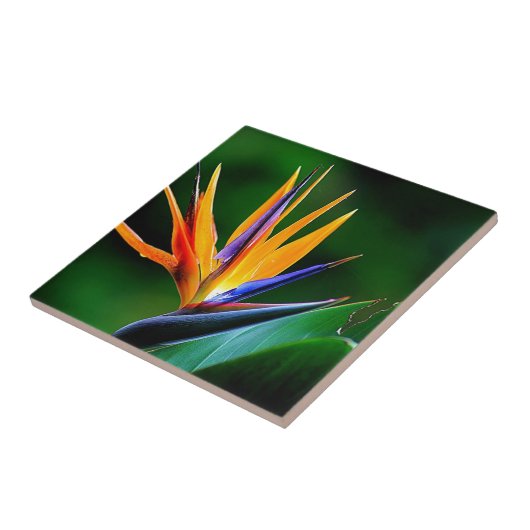 Strelitzia. Vogel van de paradijsbloem. Tegeltje (Zijkant)