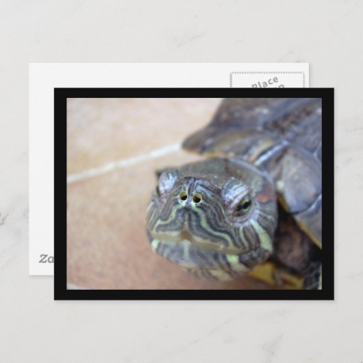 Strelka closeup briefkaart (Voorkant / Achterkant)