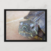 Strelka closeup briefkaart (Voorkant)