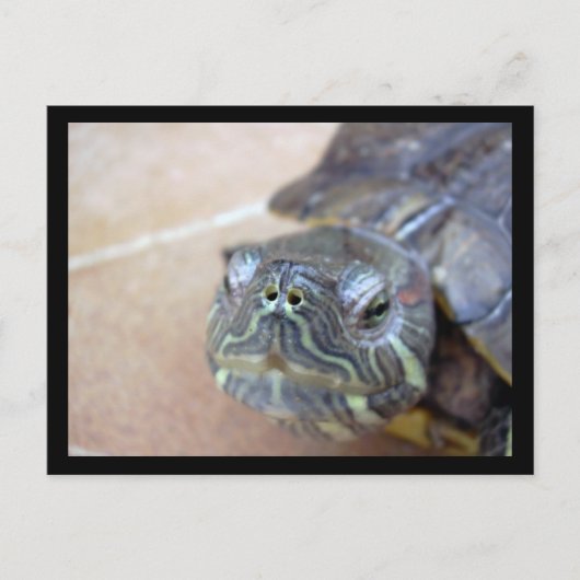 Strelka closeup briefkaart (Voorkant)