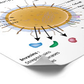 Strep-pyogenes met een schema. poster (Hoek)