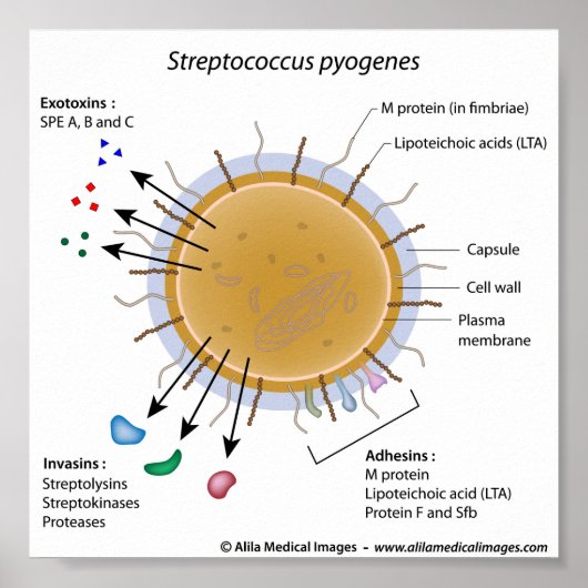 Strep-pyogenes met een schema. poster (Voorkant)